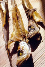 Capellanes - Lirios